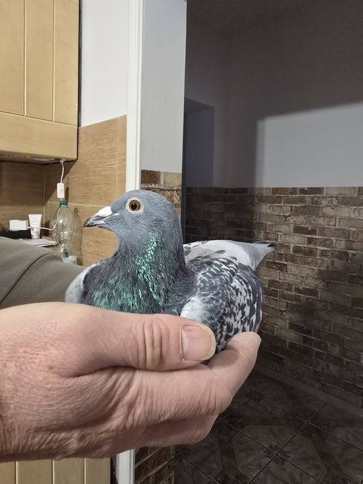 Gołębie pocztowe 75