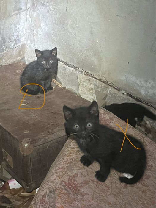 Котики у родину.Котик.Киця