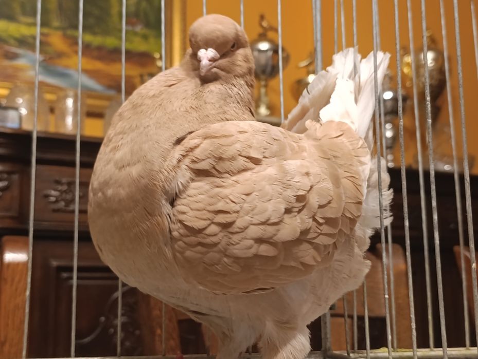 Modena angielska, Modeny, wysyłam, gołębie ozdobne