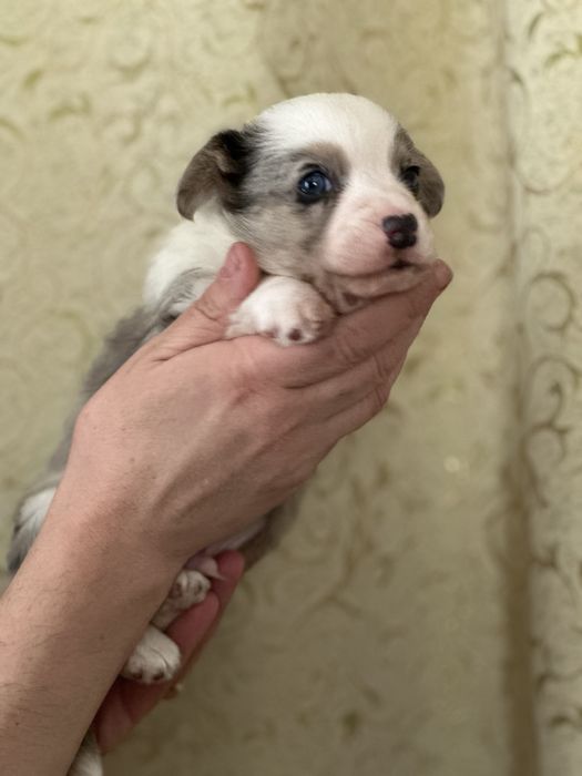 Этот малыш предназначен для Вас! КОРГИ