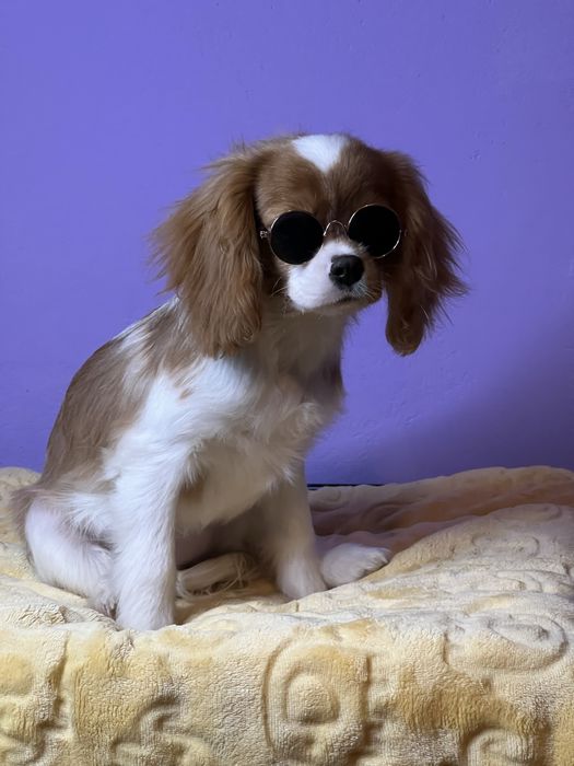 Cawier king charles spaniel dziewczynka