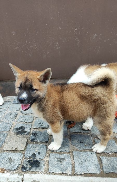 Американська акіта - продам