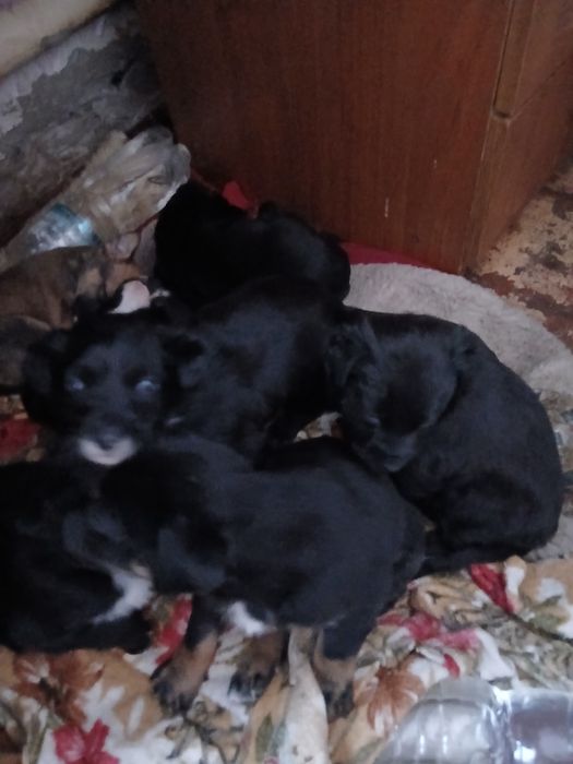 Віддам безкоштовно цуценят