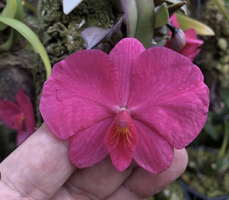 Мініатюрна орхідея Sophronitis wittigiana syn rosea