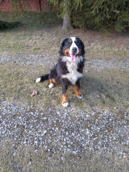 Piękna Suka Berneńska