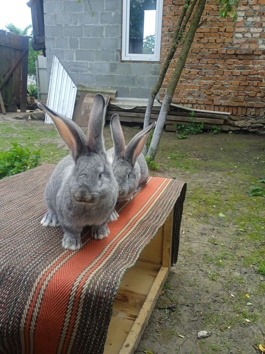 Продам кролики різного віку і породи