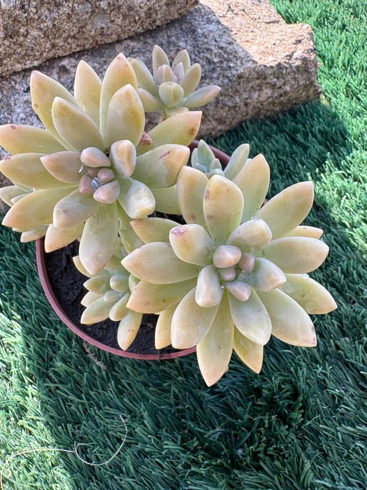 Suculentas Graptosedums  1€