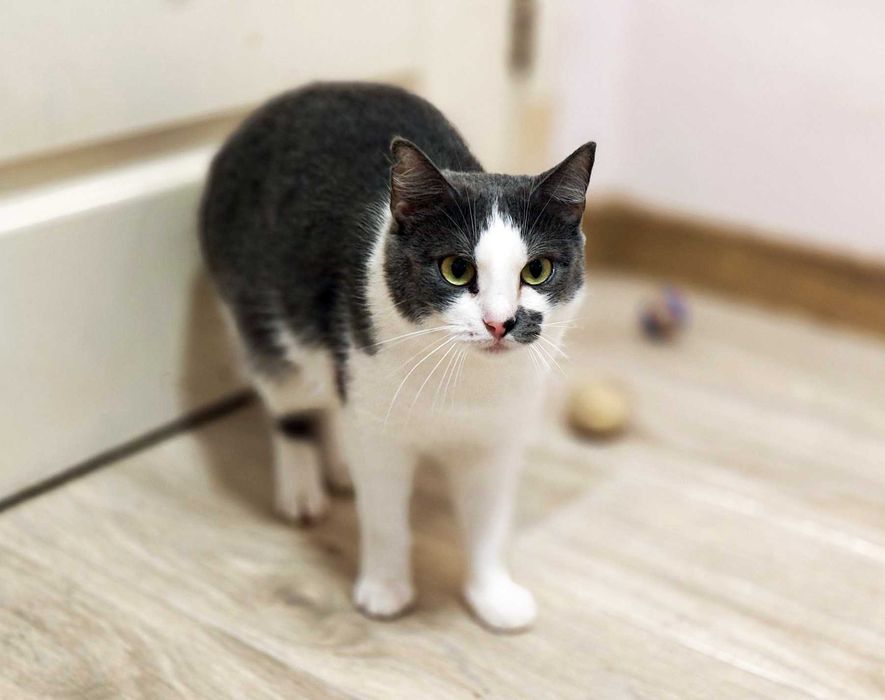 Без надії сподіваюсь — це на жаль, реальність кицюні Сірі