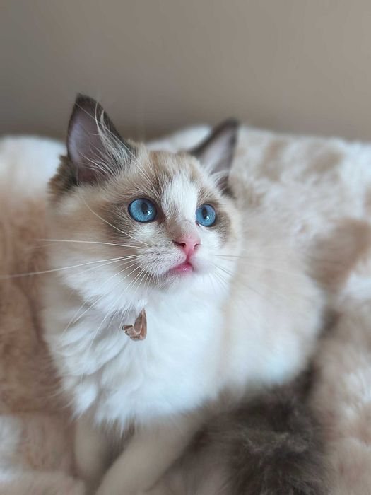 Koteczka rasy Ragdoll.