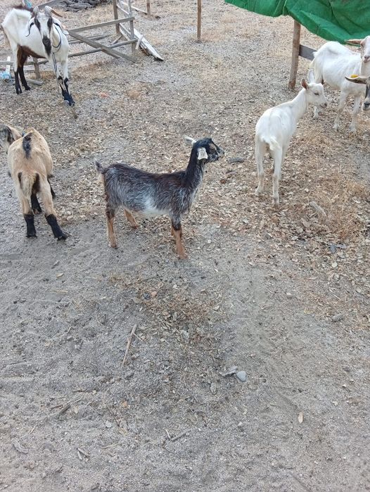 Cabras anãs com 3 meses