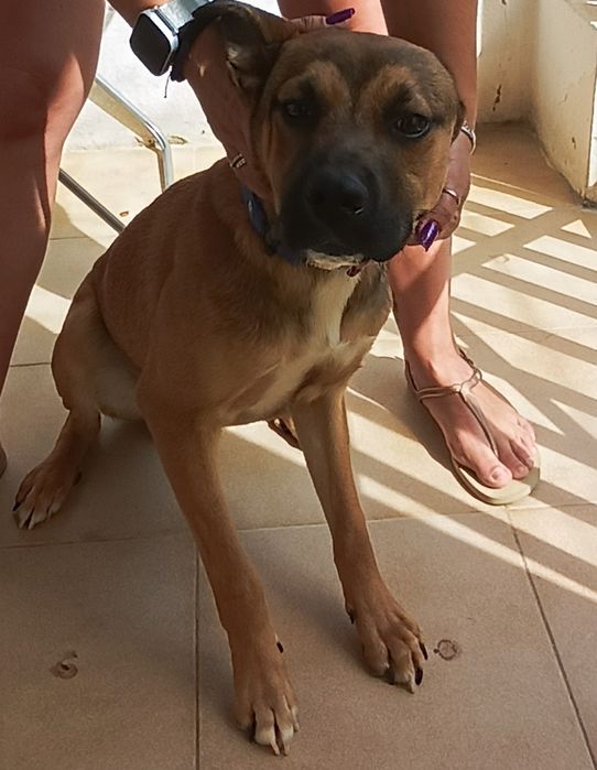 Cachorro para doar