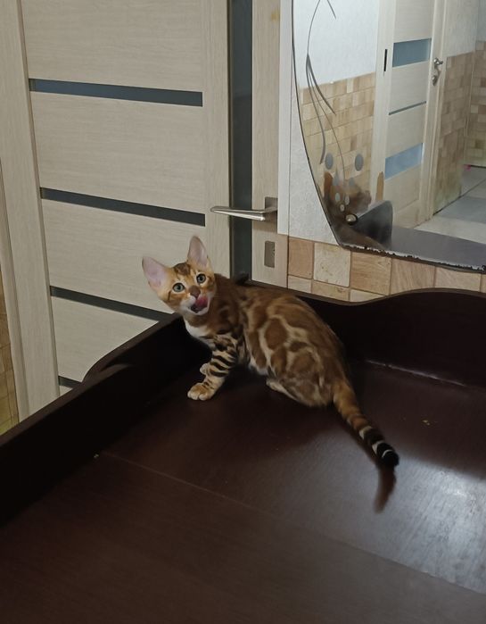 Маленька бенгальська принцеса