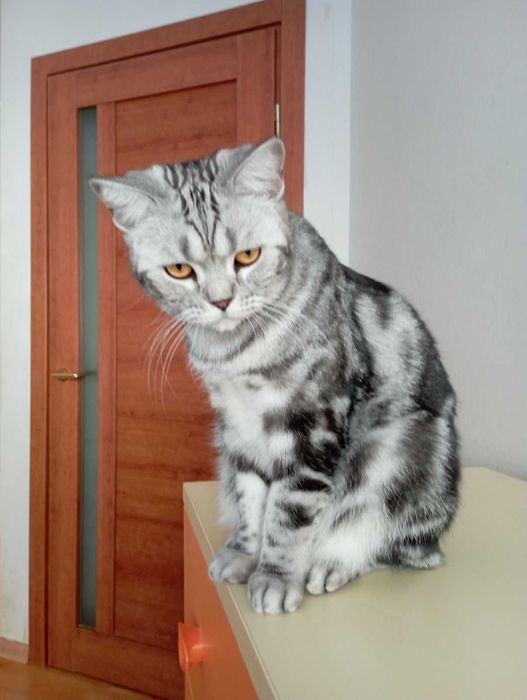 Шотланський кіт прямовухий документами клуба родовід карткаWCF