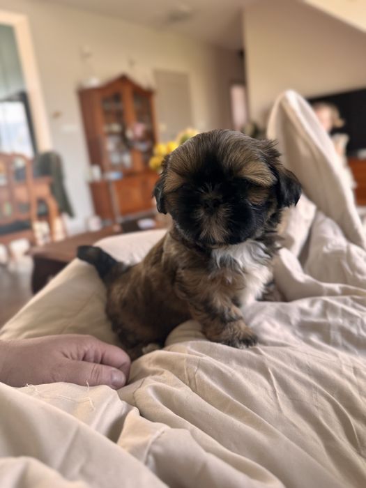Suczka Shih Tzu - Brązowa Pregowana - szuka swojego człowieka