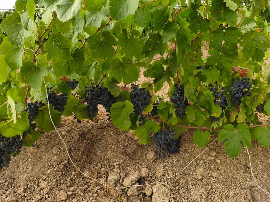 Uvas de boa qualidade