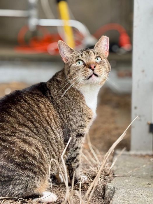 Conchilla piękność w kocim futerku szuka domu