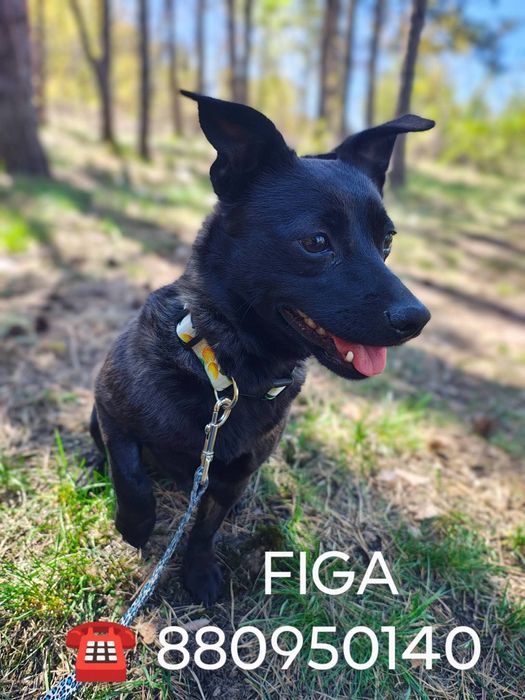 Figa suczka do adopcji