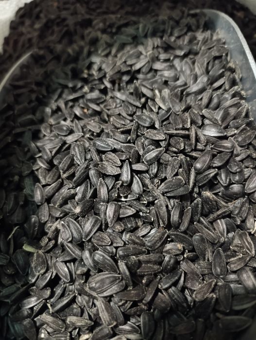 Насіння соняшнику 370 грн/10 кг (2025 рік) для птахів