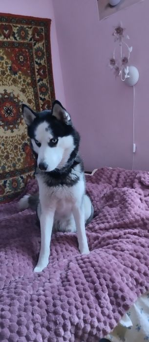 Кобель хаски для вязки