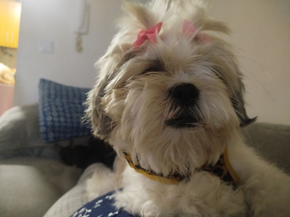 Shih tzu menina lindíssima
