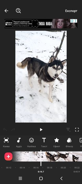 Сібірська Хаскі .