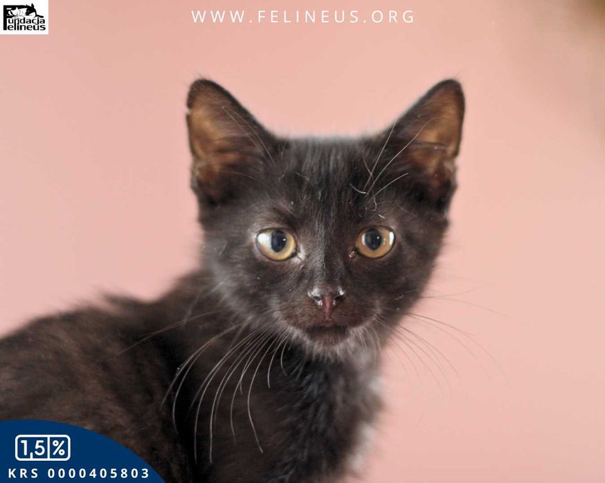 Wszędobylski i sympatyczny kociak czeka na dom