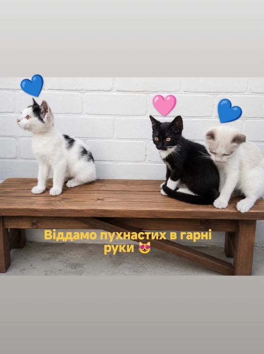 Віддамо пухнастих в добрі руки