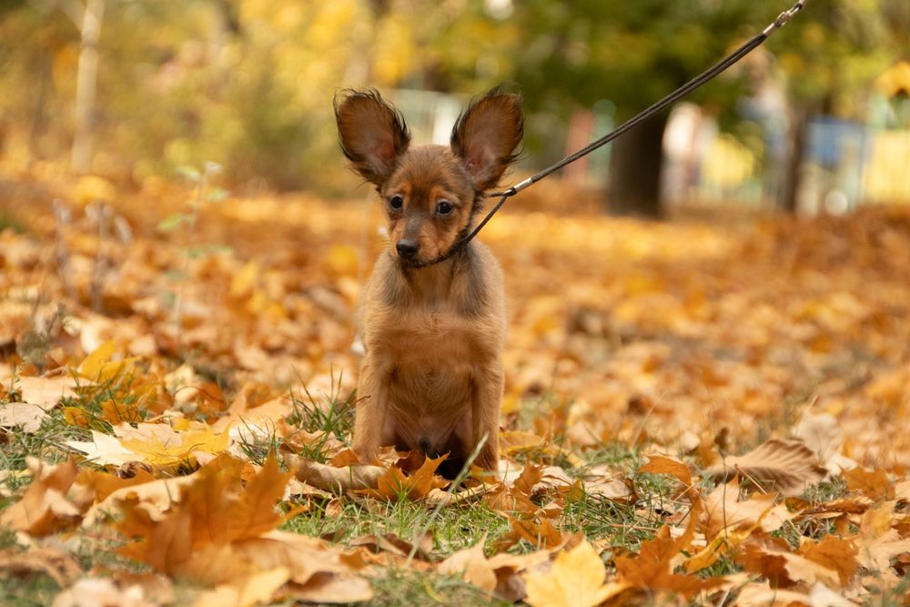Замечательные щенки русского тоя для самых замечательных владельцев