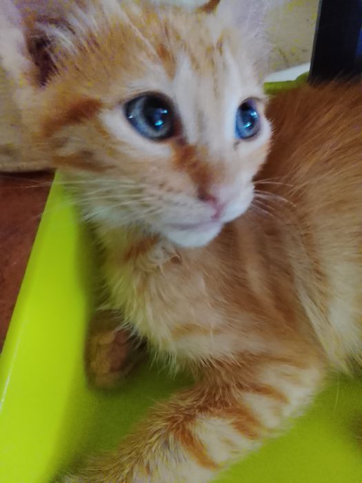 Gatinha laranja de olhos azuis