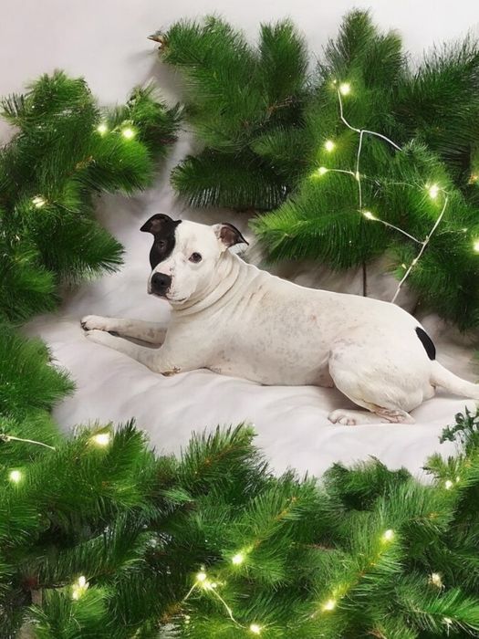 Вязка Срочно Стафф Развязан