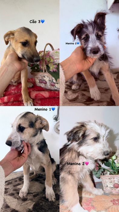 Bebés lindos para adoção