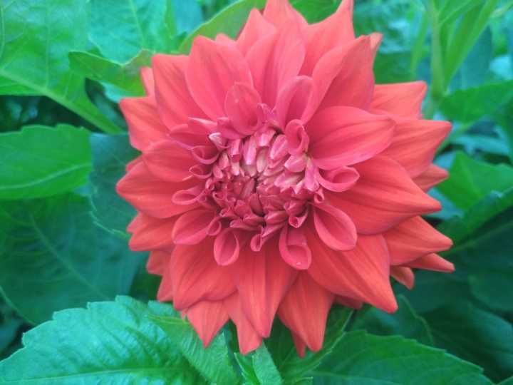 1 Kg czerwone Dalie Georginy Bulwy Karpy Dalii Kup Teraz