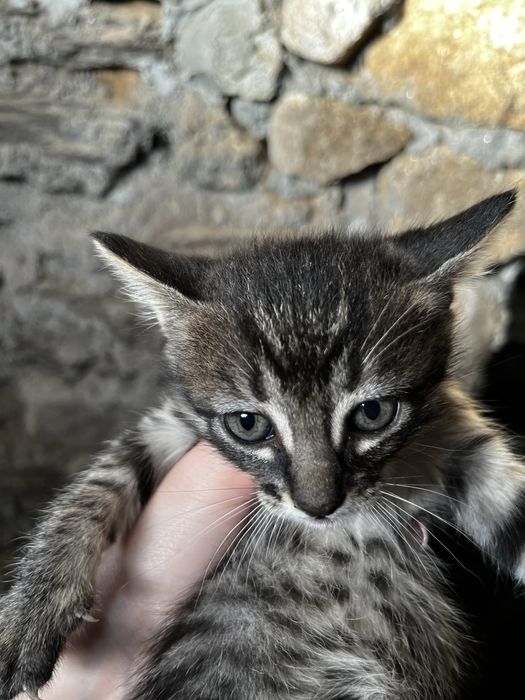 Gatinhas para adocao