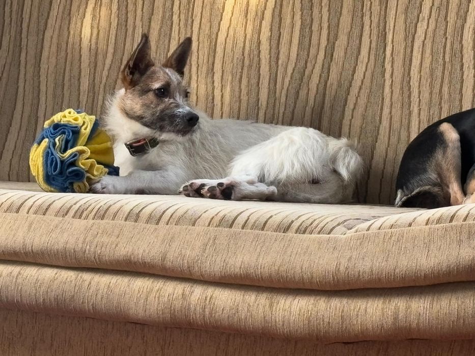 Piękna dama z charakterkiem szuka domu