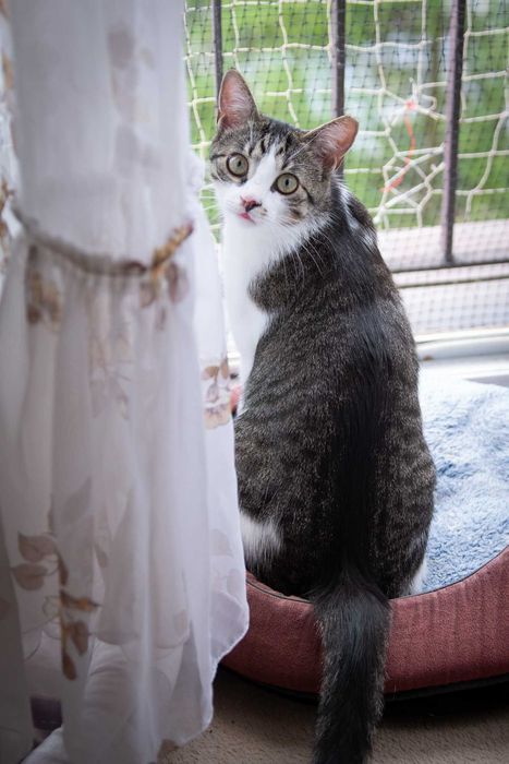 Kacperek szuka domu! Fundacja "Stawiamy na Łapy"