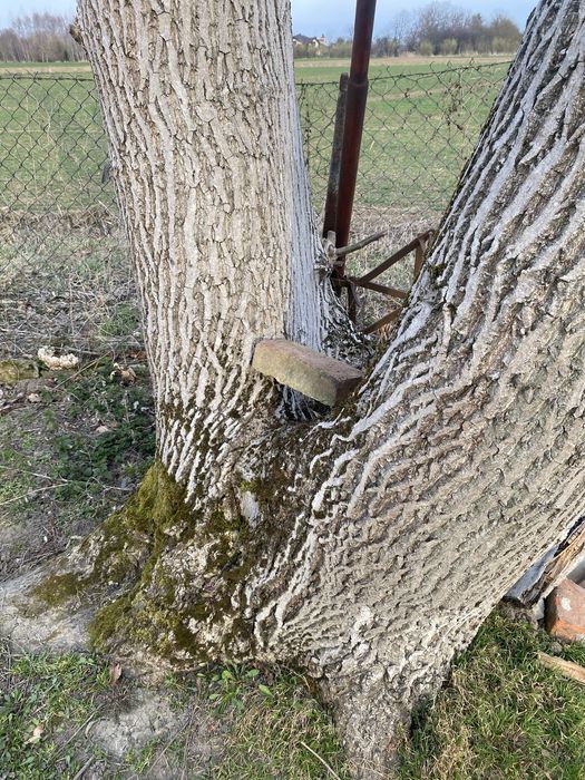 Sprzedam orzech włoski , pnie