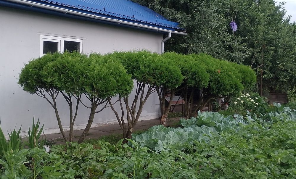 Туї   різні, куляста