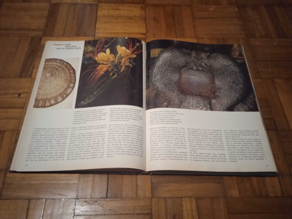 A Vida, Entre o Nascimento e a Morte - Dietmar Todt