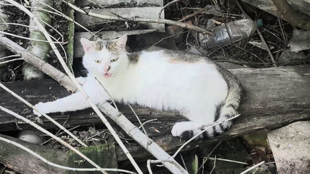 Отдам кота в хорошие руки