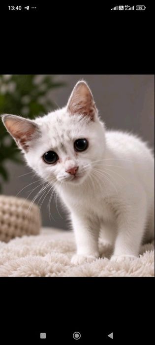 Отдам  даром котят в хорошие руки