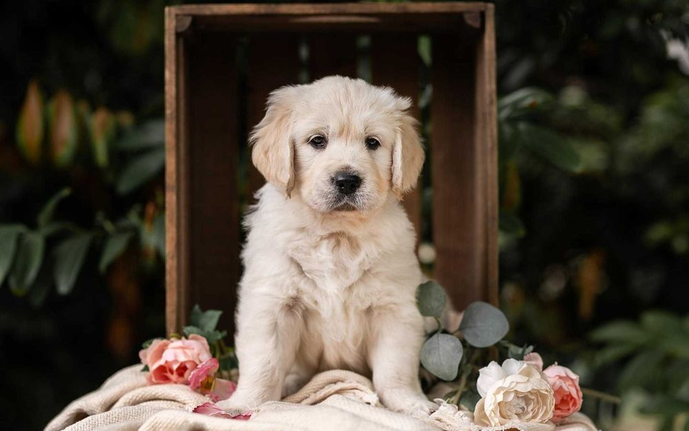 Golden Retriever