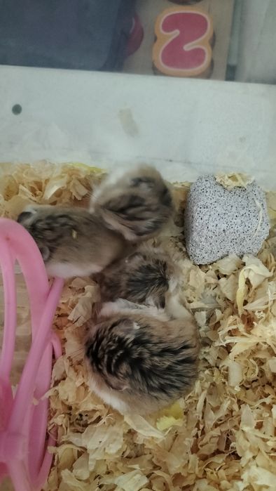 Chomiki Roborowskiego