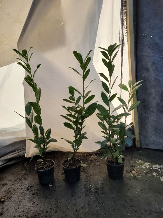 Laurowisnia caucazica 110cm ! Promocja wiosenna!