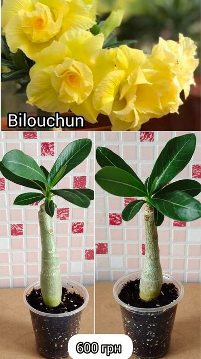 Аденіум щеплений King Blue Magenta