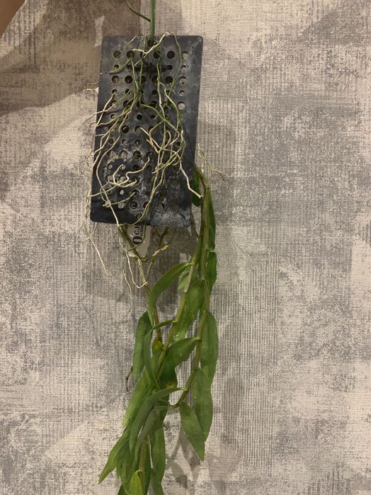 Орхідея Dendrobium Flexicaule