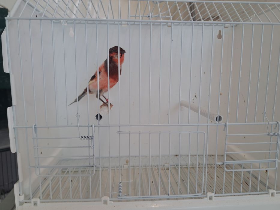 Canário Arlequim Português