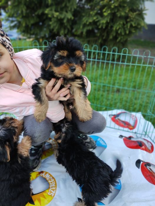 Yorkshire Terrier