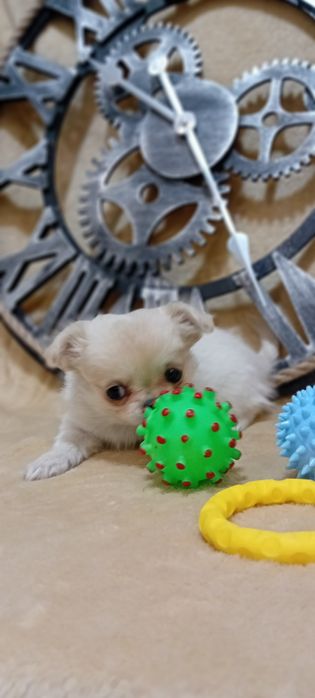 Chihuahua suczka długowłosa