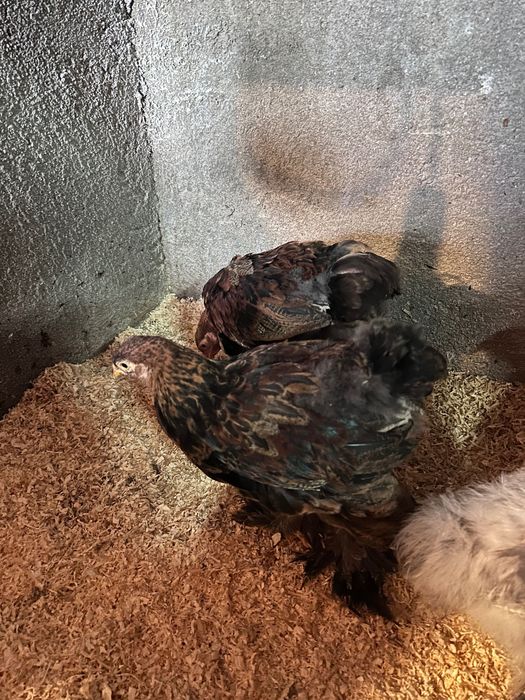 Vendo dois galitos brahma dourada