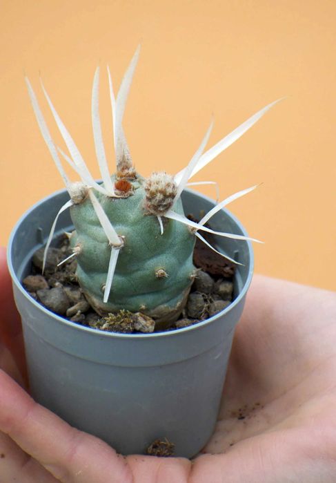 Кактус тефрокактус папіракантус